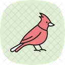 Cardeal Passaro Vermelho Ícone