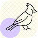 Cardinal Bird Red Icon