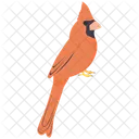 Cardinal  Icon