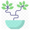 Carmona-Bonsai-Pflanze  Symbol