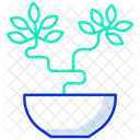 Carmona Bonsai Plant  Icon