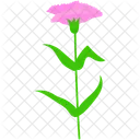 Carnation Flower Pink Icon