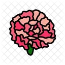 Carnation Blossom Spring Icon