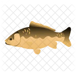 Carp Fish  Icon