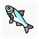 Carp Fish  Icon