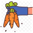 Carrot Vegetable Organic Icon