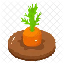 Carrot Cultivation  Icon