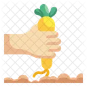 Carrot Harvest Carrots Harvest Icon