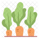 Carrot  Icon