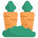Carrot Vegetables Carrots Icon