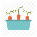 Carrots Raised Bed Vegetaables Icon