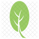 Cashew Leaf Icon