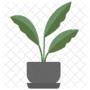 Cast Iron Plant Indoor Plants Icon