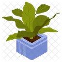 Cast Iron Plant  Icon