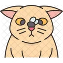 Cat Insect Play Icon