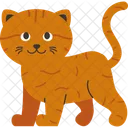 Cat Breed Scottish Fold  Icon