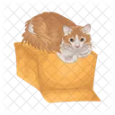 Cat In Box Cat Pet Icon