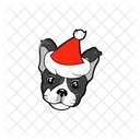 Cat  Icon
