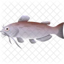 Catfish Orfe Fish Farm Fish Icon