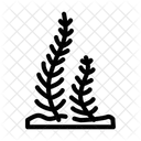 Caulerpa  Icon