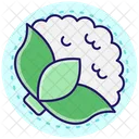 Cauliflower  Icon