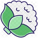 Cauliflower Icon