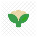 Cauliflower  Icon