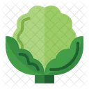 Cauliflower  Icon