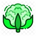 Cauliflower  Icon
