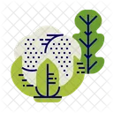 Cauliflower Icon