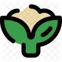 Cauliflower  Icon