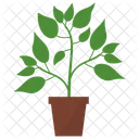 Cayenne Pepper Plant  Icon