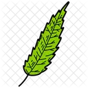 Cedar Leaf Leaf Foliage Icon