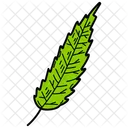 Cedar Leaf  Icon