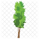 Cedar Tree  Icon