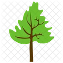 Tree Cedar Wood Icon