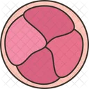 Cell Stage Zygote Icon