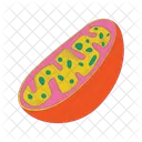 Cell Educative Model Icon