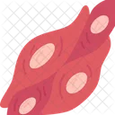 Cells Muscle Smooth Icon