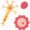 Cells Human Anatomy Icon
