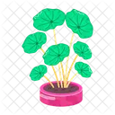 Centella Asiatica  Icon