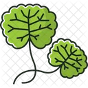 Centella  Icon