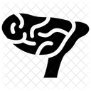 Cerebellum  Icon