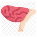 Anatomy Organ Biology Icon