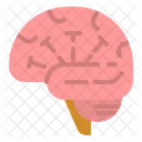 Cerebro Humano Humano Cerebro Ícone