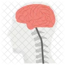 Anatomie Du Cerveau Organe Interne Structure Du Cerveau Icône