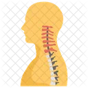 Vertebral Column Human Spine Spinal Cord Segment Icon
