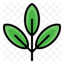 Cha Verde Broto Organico Ícone