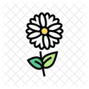 Chamomile Flower Aromatherapy Icon