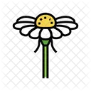 Chamomile Flower  アイコン